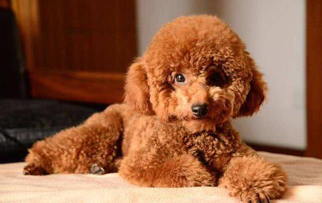 养了“泰迪犬”几年，花了上万元医药费后，我明白了这7个道理