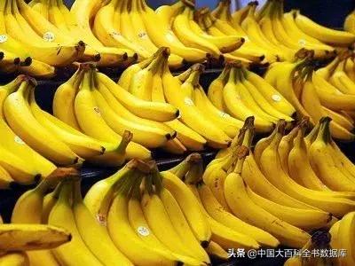 香蕉是如何繁殖的