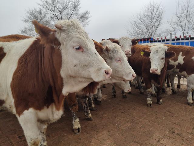 外地选牛要如何避开低价陷阱呢？很多养牛人都