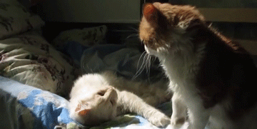 猫是精神鸦片吗？揭穿了喵星人的这些阴谋，你依然无法自拔