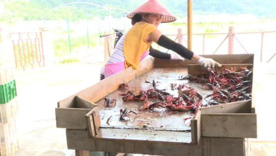 南宁市上林县：稻虾共养 特色产业引领脱贫致富