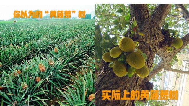 蛟河法院：公开审理一起砍伐珍贵树木案