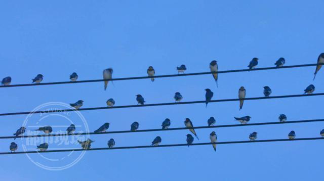 壮观 吉安泰和万燕齐飞 夜宿 电线媲美五线谱 其他 蛋蛋赞