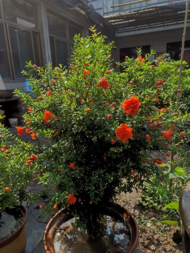 浅谈如何保证石榴树多开花多结果 佛学知识网 浅谈如何保证石榴树多开花多结果 佛学知识网