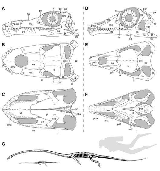 科学家发现新长颈龙新种，最长可达6米-第1张图片-IT新视野