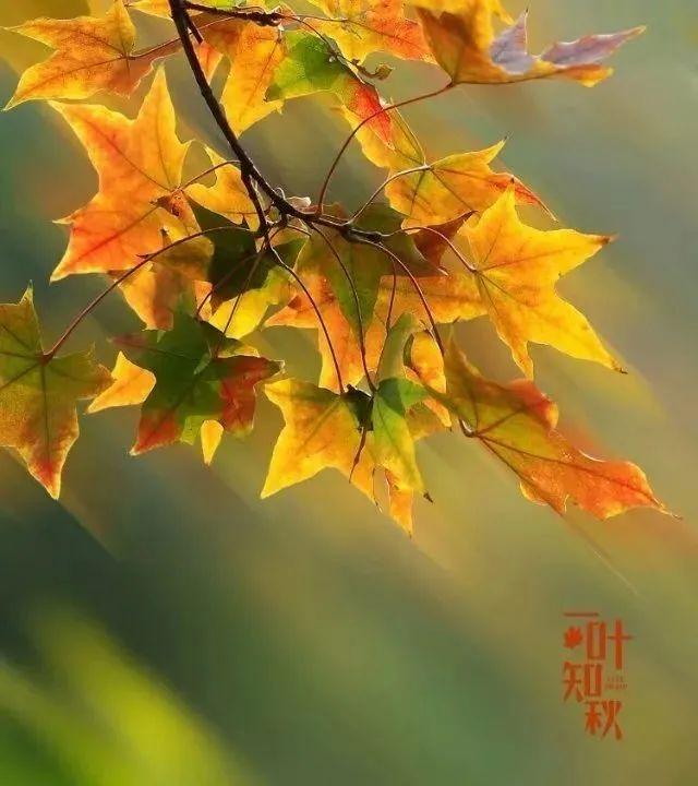 ����------�������ֻ�