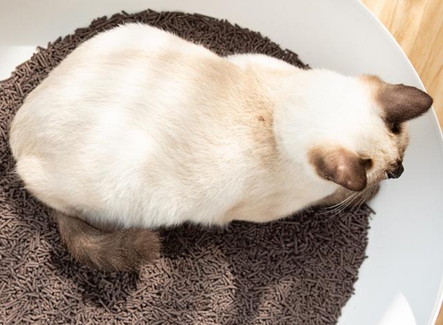 称霸猫厕所的豆腐猫砂，究竟好在哪？