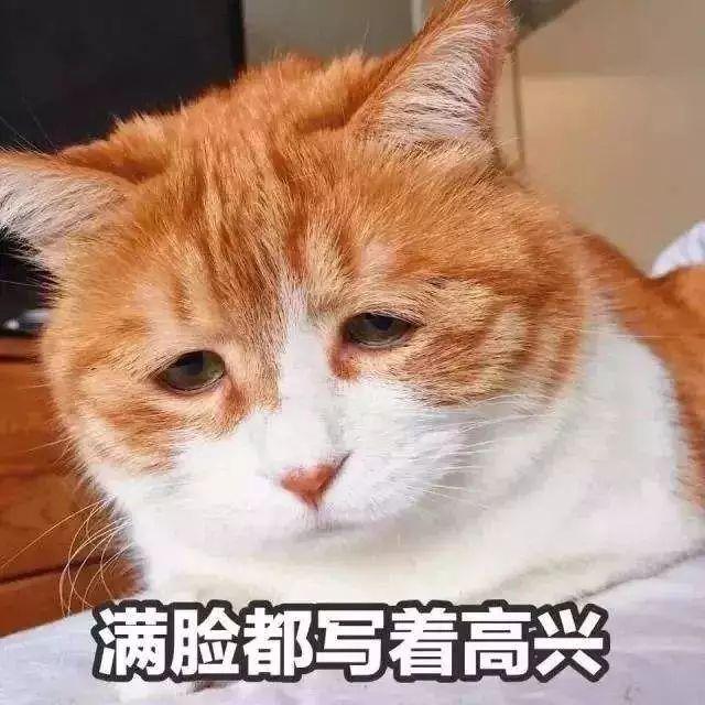 养猫的人如何选择一款好的猫砂？