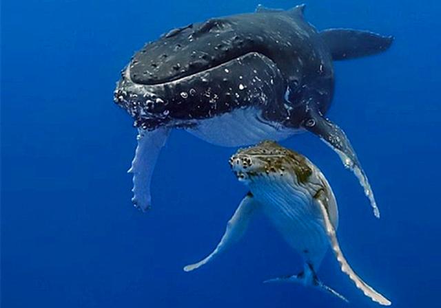 鲸鱼在海中给幼鲸喂奶喷射式喂法