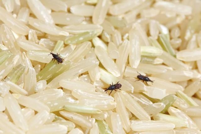 米袋里凭空出现的甲虫，你吃的每碗饭都可能含有它们的虫卵 生活与健康 第2张