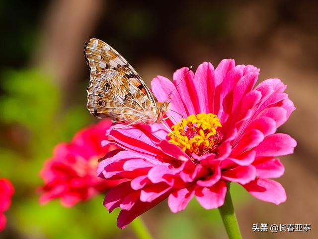 「图说亚泰基地」初秋时节 亚泰净月基地硕果初现