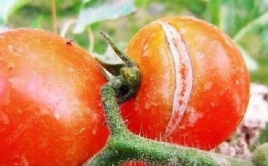柿子为什么会在成熟后裂开