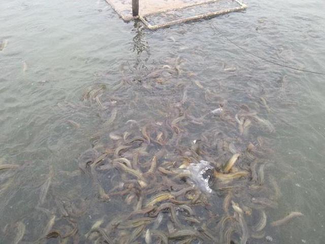 刺鳅养殖条件(刺鳅养殖成本)