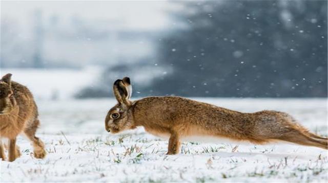 兔子过冬的方式是什么