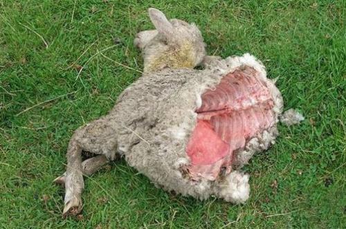 外星人屠牛事件，案件发生时有不明飞行物出现的报告