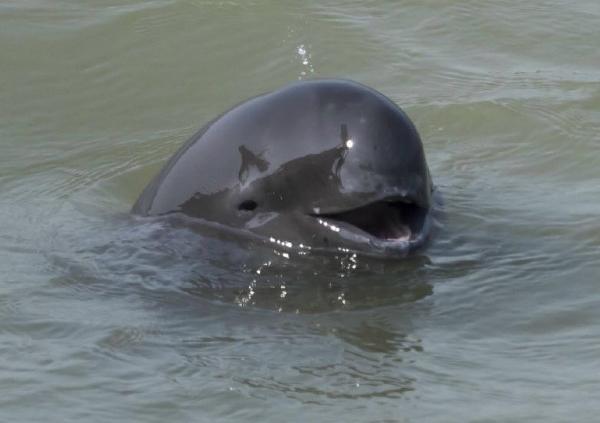 物种百科:长江江豚