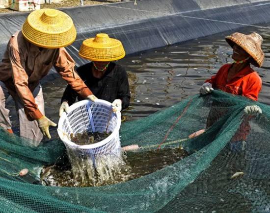 什麼時候捕蝦最好(地籠網捕魚的最佳時間)