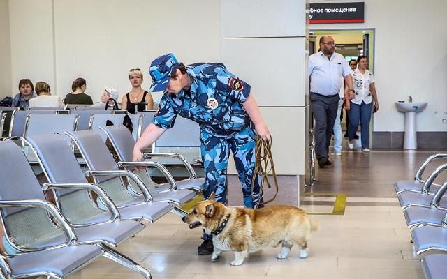史上最萌警犬退休！俄罗斯短腿柯基当警官，出警全在卖萌？