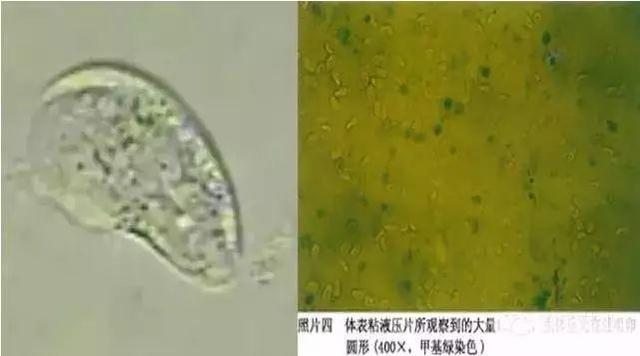 收藏 | 不能再全了！23种养鱼常见的寄生虫图鉴