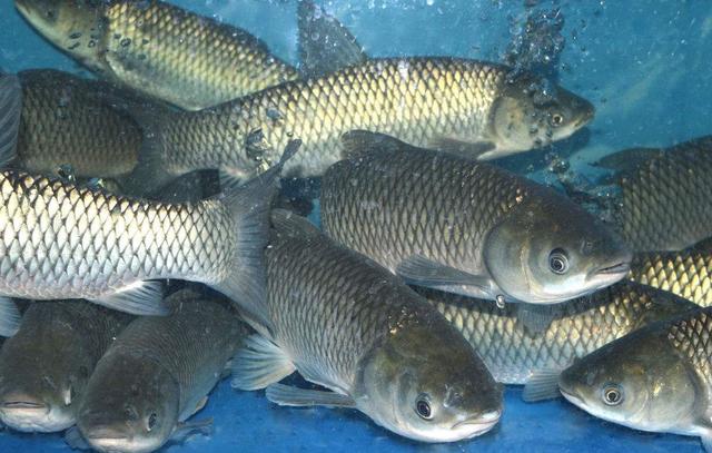 四大家鱼今年或许迎来一波大涨幅?先看看分析,再定结果