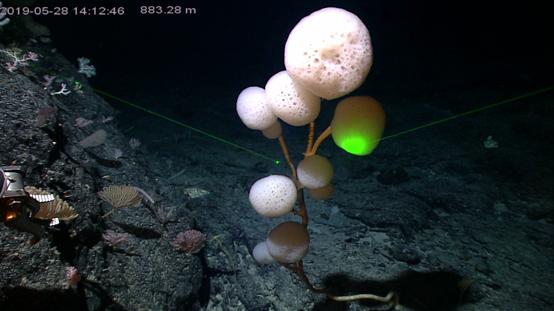 中科院海洋所命名5个深海生物新物种