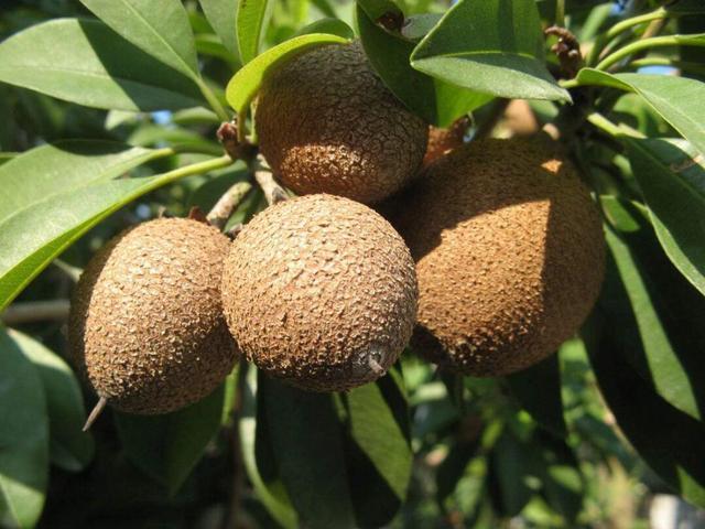 人心果什么时候采摘(人心果怎么吃)