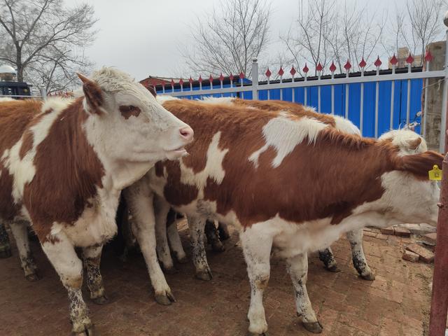 外地选牛要如何避开低价陷阱呢？很多养牛人都