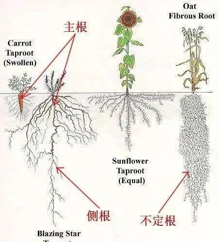 直根系植物和须根系植物 举例子 易收知识网