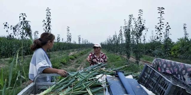立秋后种这7种蔬菜，好管理宜储存，能吃到春节后