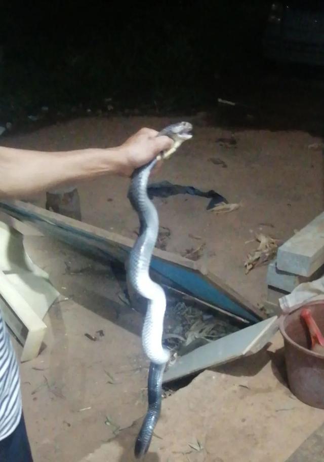 重庆|小心！这里有蛇！