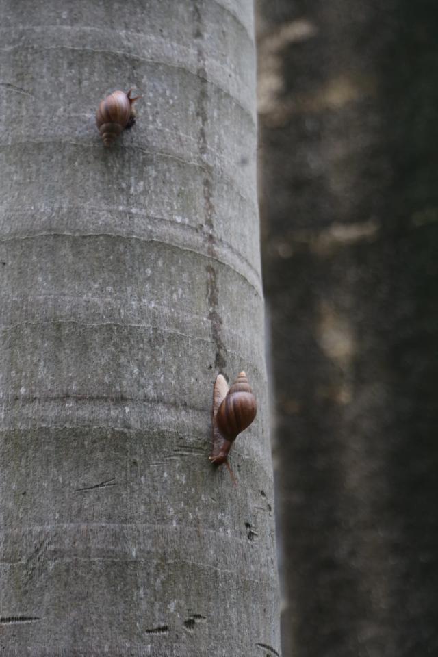 从爱国华侨陈嘉庚雇日本妓女说起厦门