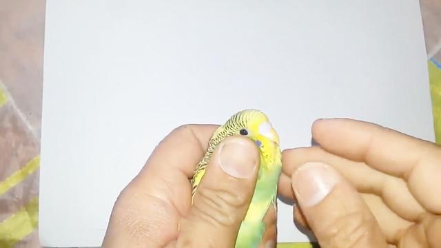 虎皮鹦鹉的嘴能剪吗