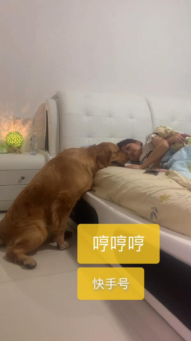 绿茶犬 茶百科