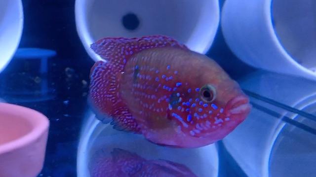 红宝石鱼怎么分辨公母,红宝石鱼雌雄