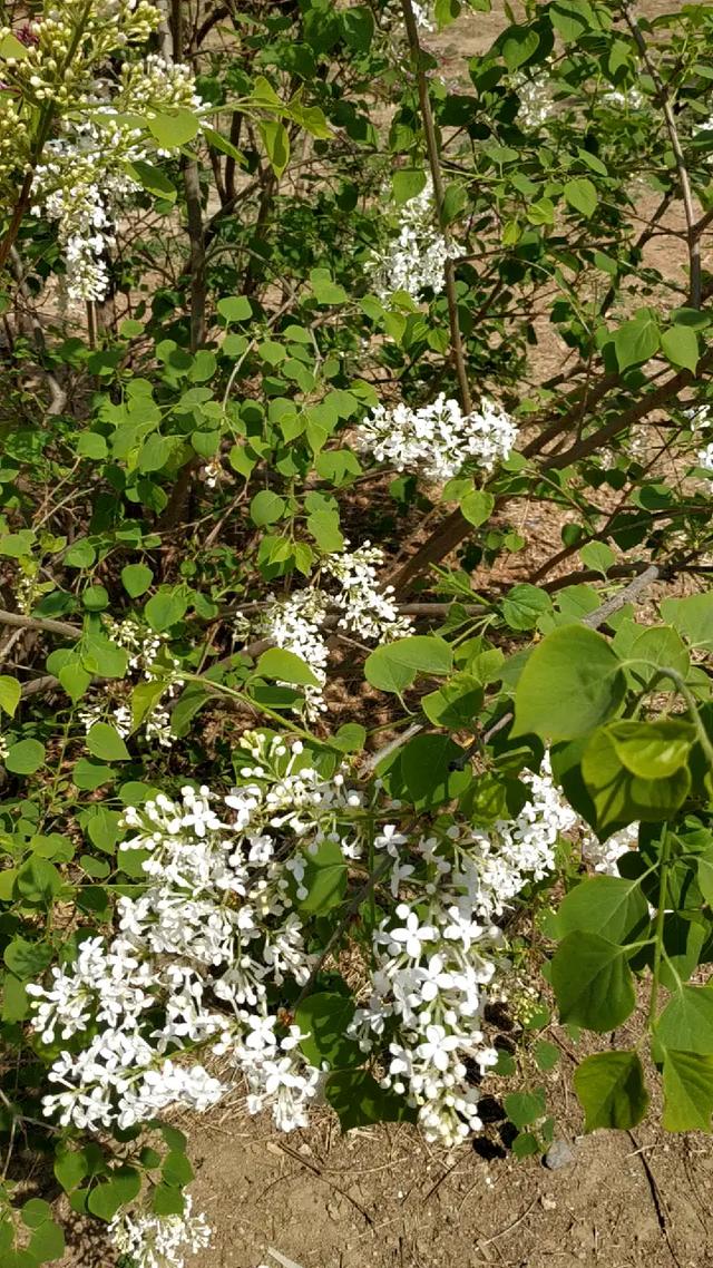 馥郁芬芳是什麼意思(芬芳馥郁下一句是什麼)