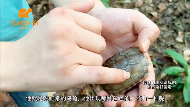 为什么乌龟的龟壳边沿会变白