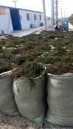在仙桃哪里有卖龙虾苗和养虾种植用的伊乐藻 吃不败 水草 养殖知识网