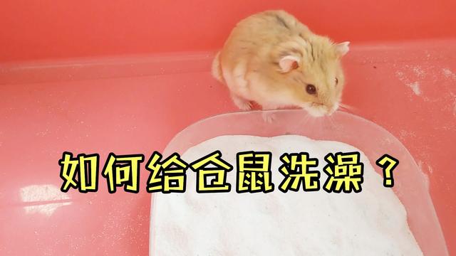 倉鼠什麼時候洗澡(倉鼠飼養八大禁忌)