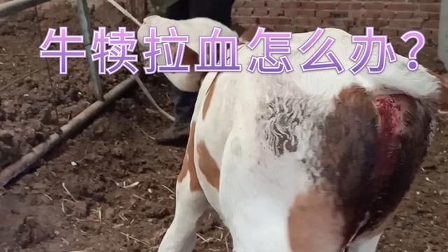 牛拉血怎么治用什么药(牛拉血严重怎么治)