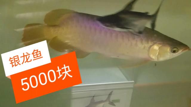 银龙鱼多少钱(银龙鱼多少钱一斤)