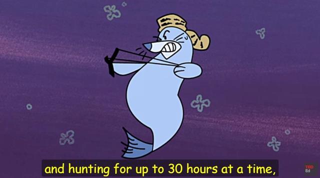 海狮用英语怎么说(海狮的英语怎么读音)