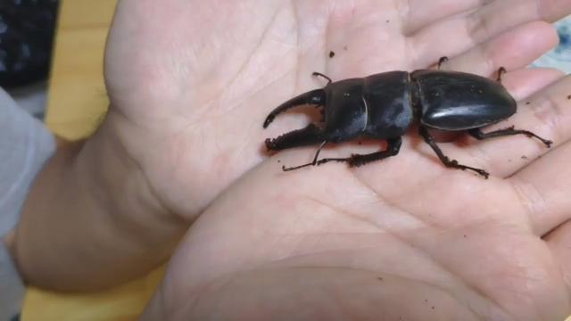 什么动物是除虫大将军