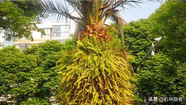 海藻树的形态特征