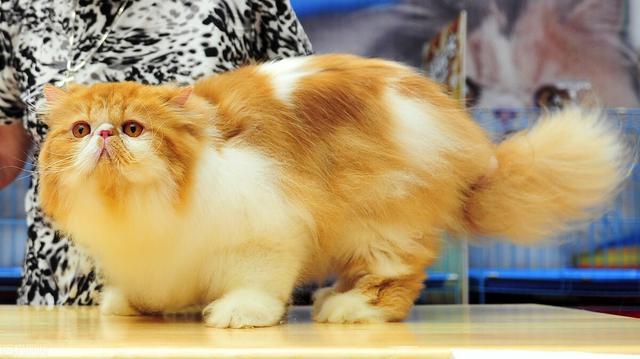 How Does A Cat s Weight And Personality Change After Neutering IMedia
