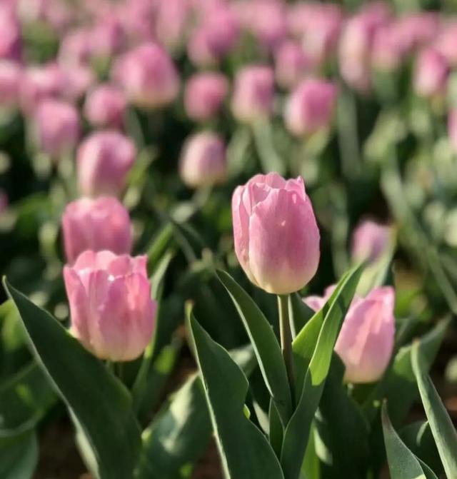 The tulip bubble, the earliest financial crisis of mankind iMedia