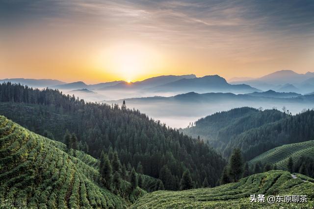 Tea knowledge: What are the six major tea mountains outside the river ...