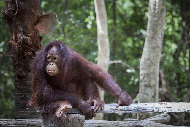 China May Surpass The United States To Become The world Center Of Primate Gene Editing 