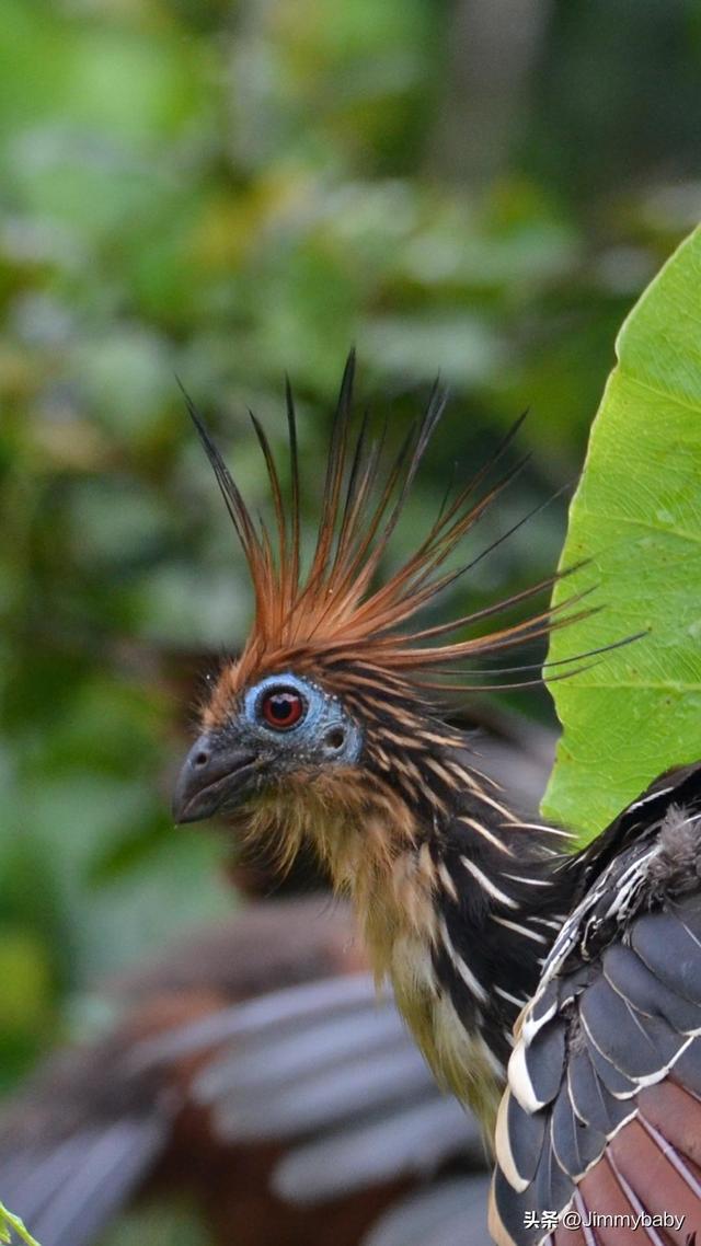 The Legend of the World's National Bird: Guyana (GUYANA) Musk Pheasant