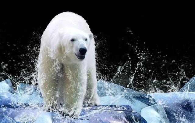 How do male polar bears and female polar bears mate? You will know ...