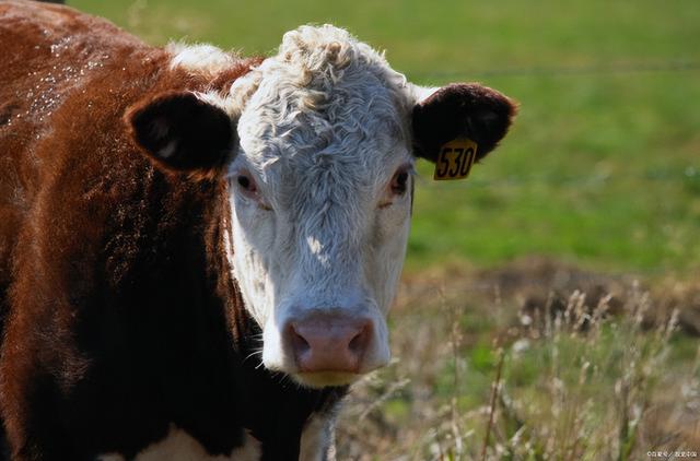 What are the symptoms of common cattle diseases?Common cattle disease ...